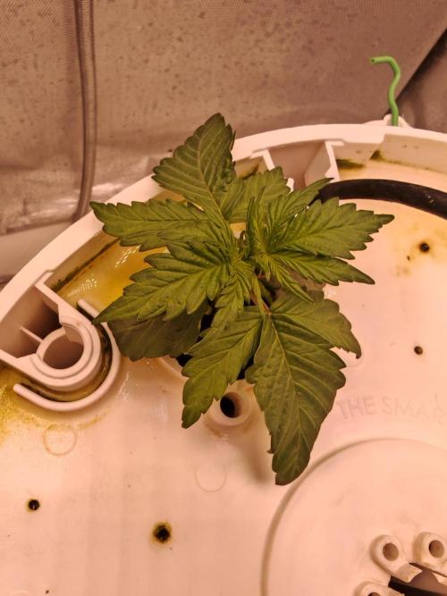 Fat monkey auto. Week 3