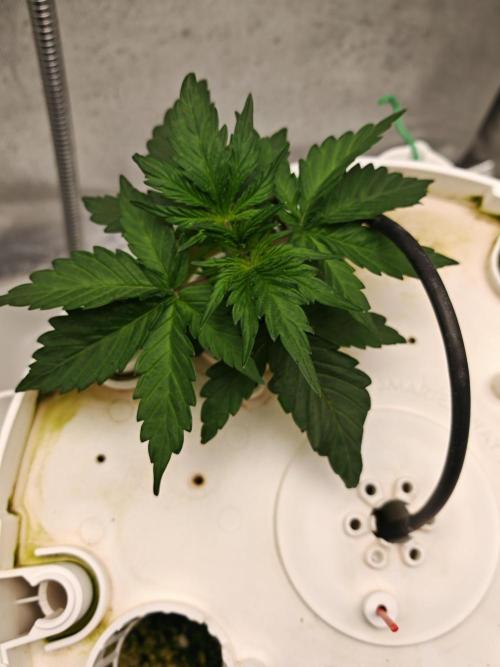 Fat monkey auto. Week 3