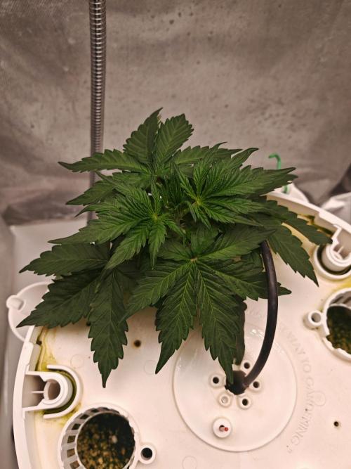 Fat monkey auto. Week 4
