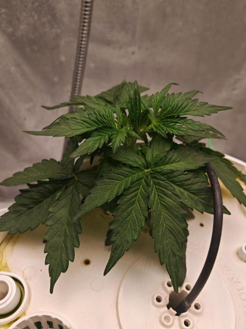 Fat monkey auto. Week 4