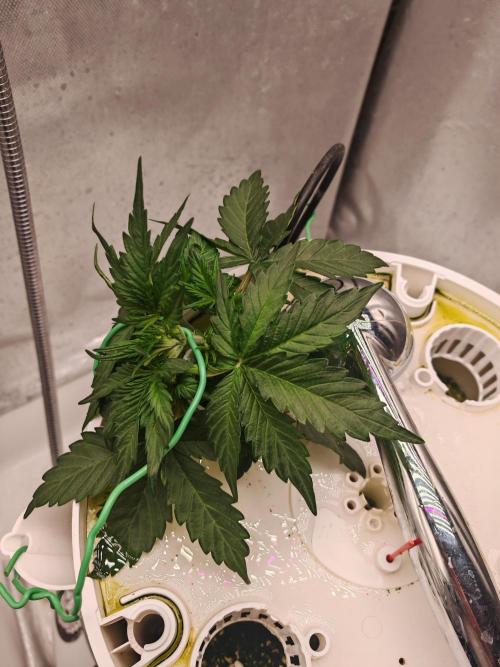 Fat monkey auto. Week 4