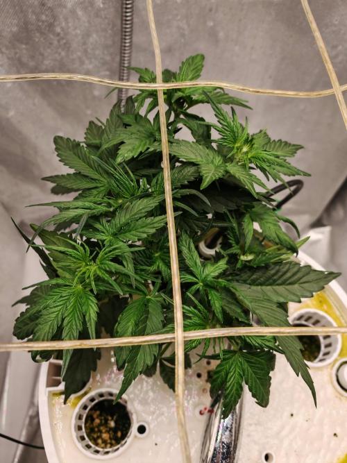 Fat monkey auto. Week 5