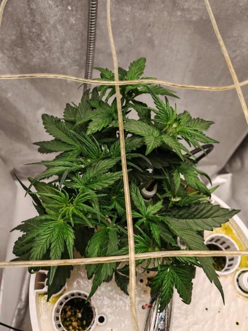 Fat monkey auto. Week 5