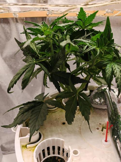 Fat monkey auto. Week 5