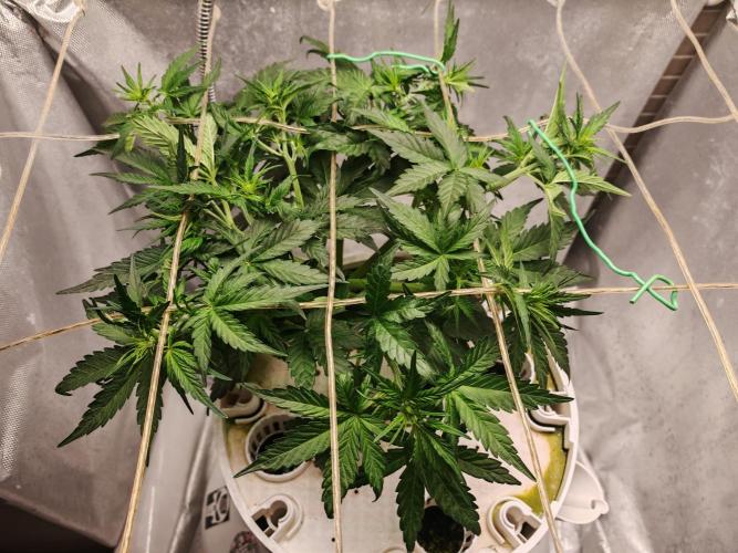 Fat monkey auto. Week 5