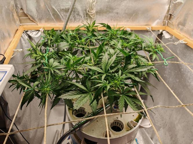 Fat monkey auto. Week 6