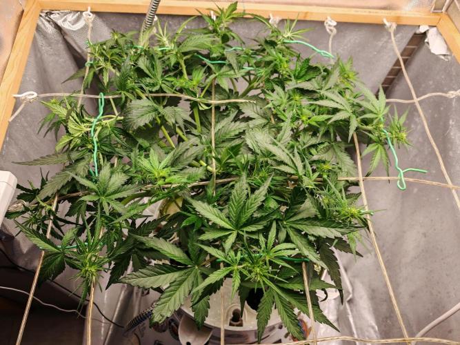 Fat monkey auto. Week 6