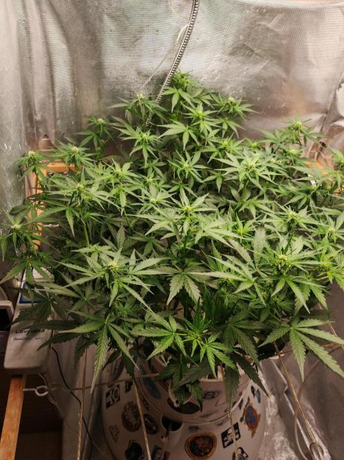 Fat monkey auto. Week 7
