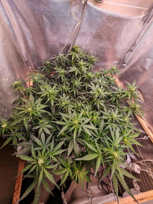 Fat monkey auto. Week 7