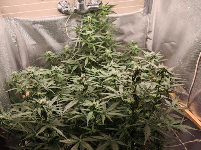 Fat monkey auto. Week 8
