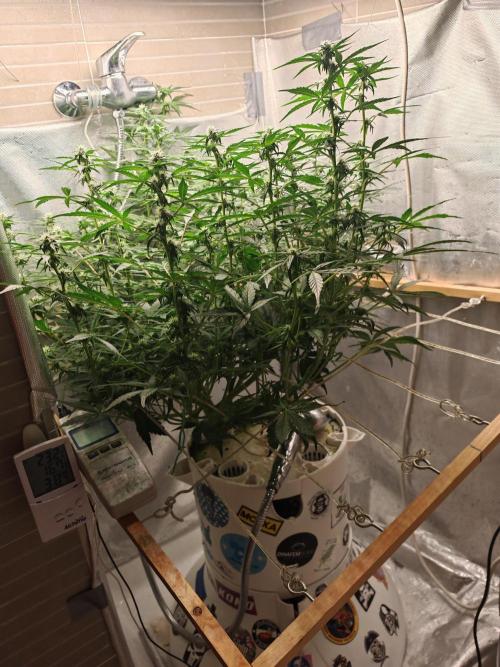 Fat monkey auto. Week 8