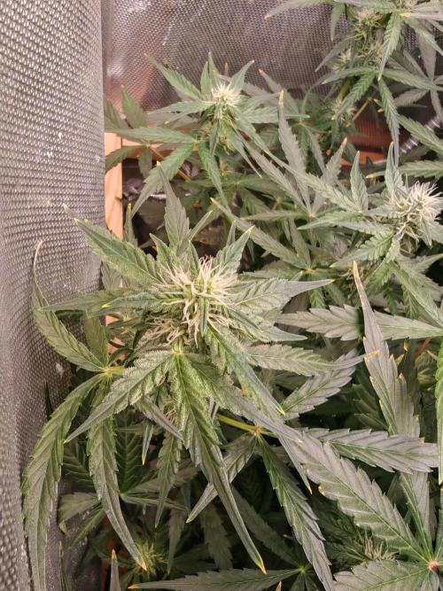 Fat monkey auto. Week 8