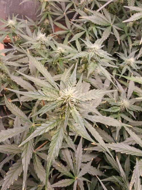 Fat monkey auto. Week 8