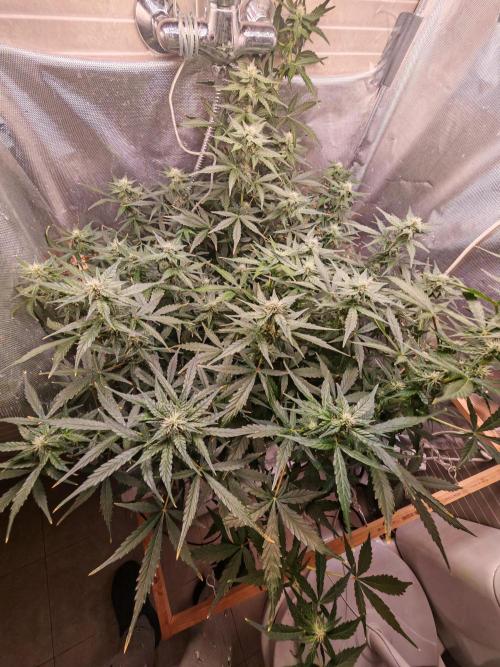 Fat monkey auto. Week 8