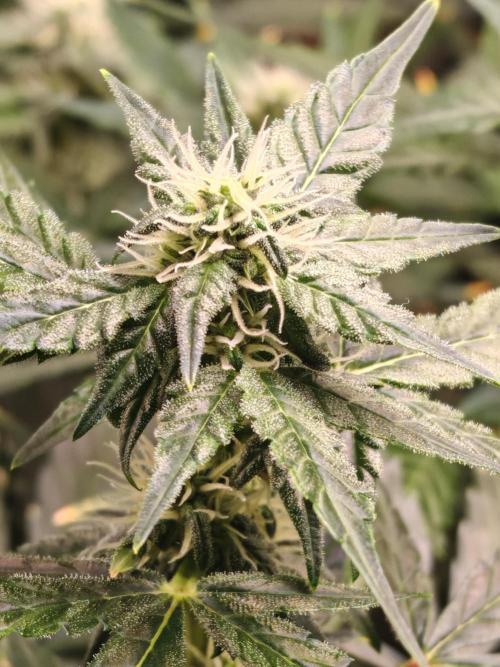 Fat monkey auto. Week 8