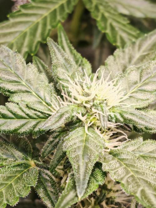 Fat monkey auto. Week 8