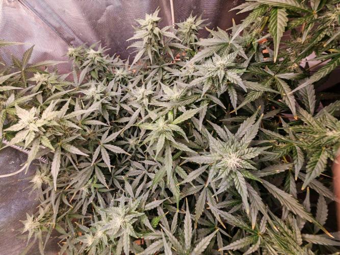 Fat monkey auto. Week 8