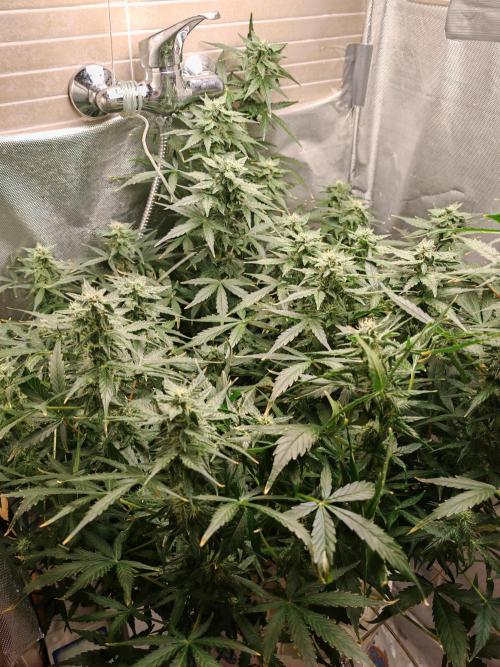 Fat monkey auto. Week 9