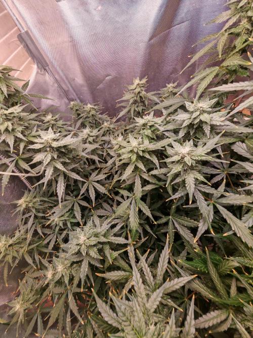 Fat monkey auto. Week 9