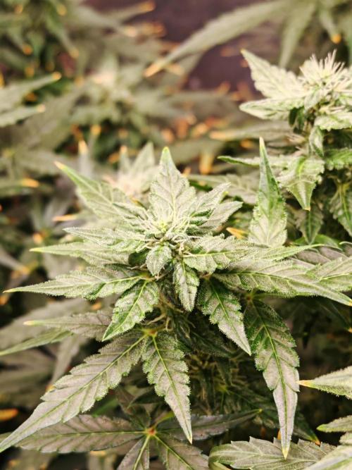 Fat monkey auto. Week 9