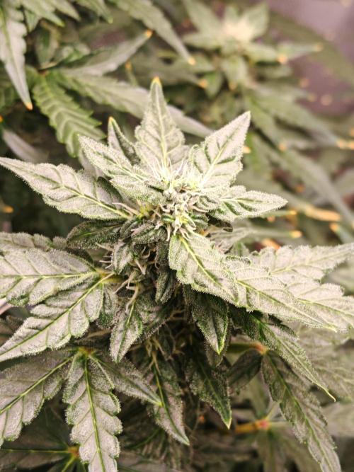 Fat monkey auto. Week 9