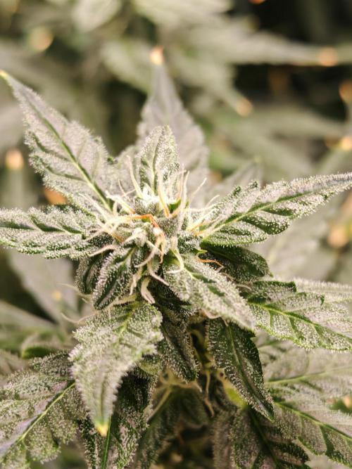 Fat monkey auto. Week 9
