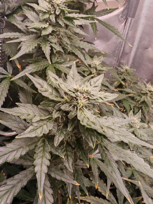 Fat monkey auto. Week 9