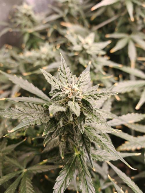 Fat monkey auto. Week 9