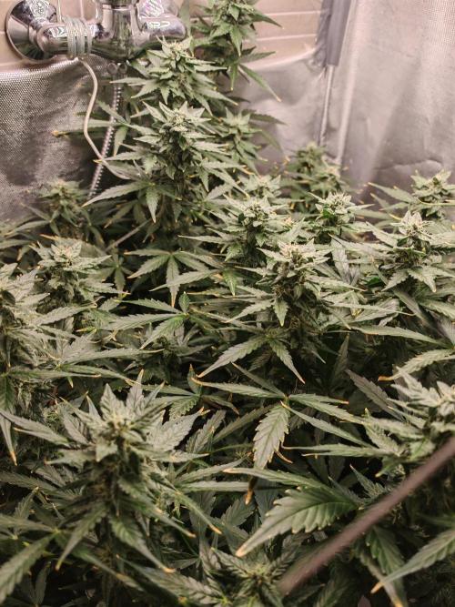 Fat monkey auto. Week 9
