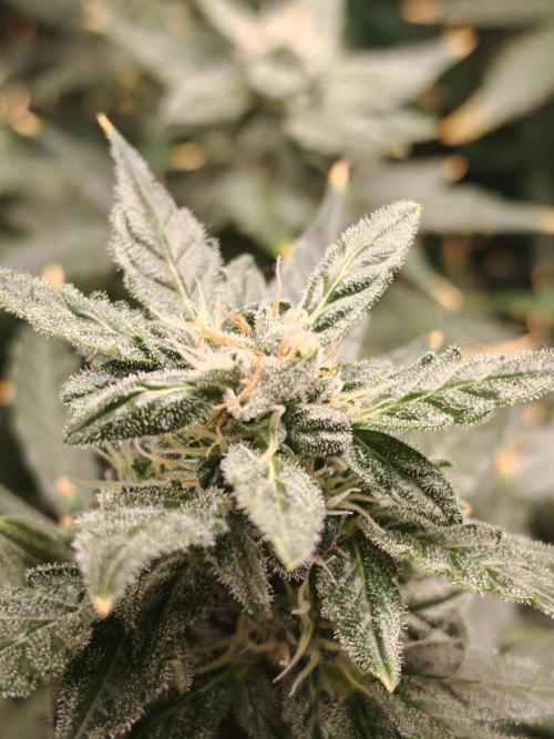 Fat monkey auto. Week 9
