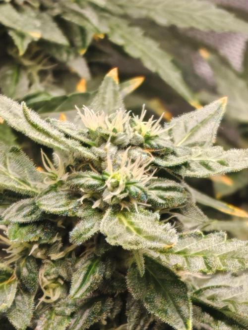 Fat monkey auto. Week 9