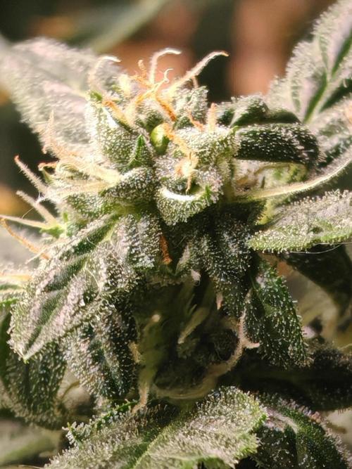 Fat monkey auto. Week 9