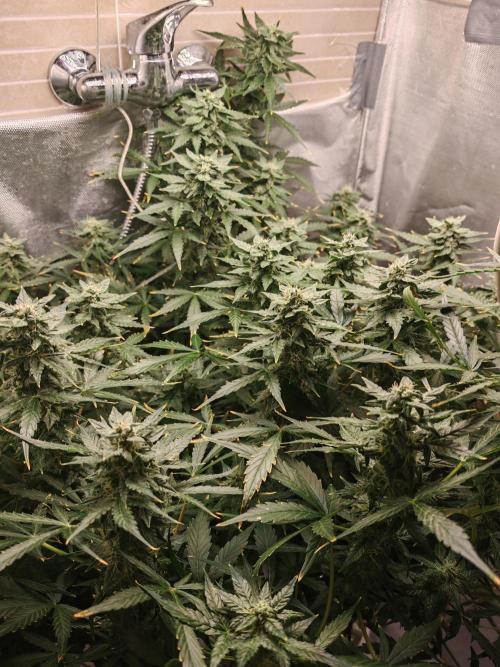 Fat monkey auto. Week 9