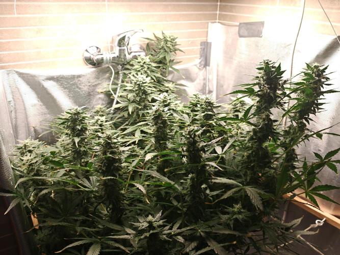 Fat monkey auto. Week 10