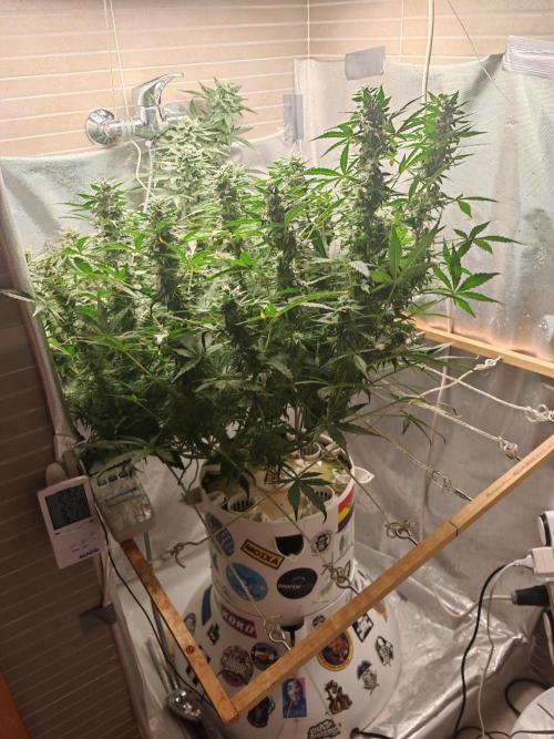 Fat monkey auto. Week 10