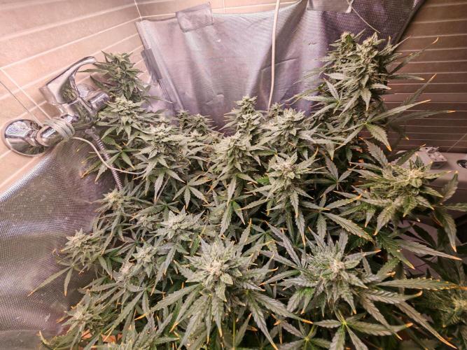 Fat monkey auto. Week 10