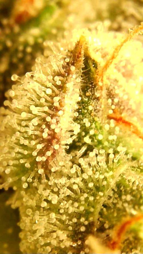 Fat monkey auto. Week 11
