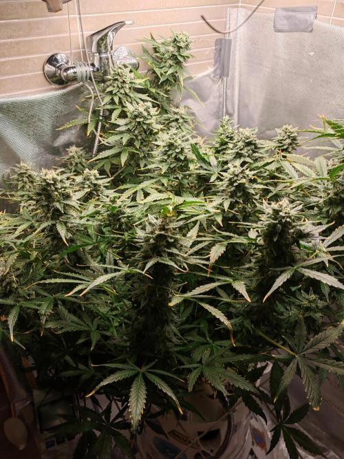 Fat monkey auto. Week 11