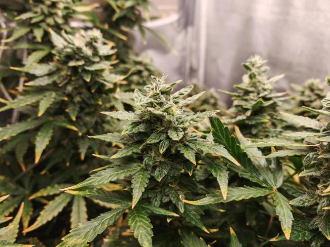 Fat monkey auto. Week 11