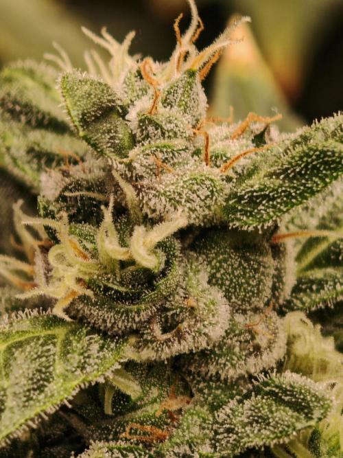 Fat monkey auto. Week 11