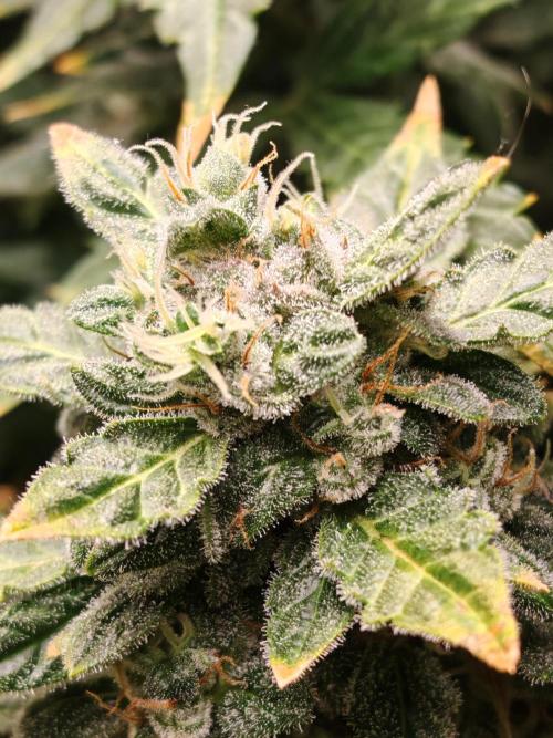 Fat monkey auto. Week 11
