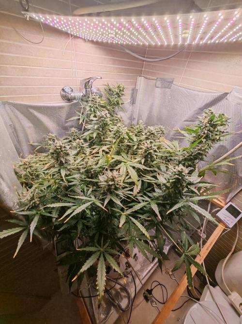 Fat monkey auto. Week 11