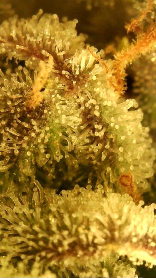 Fat monkey auto. Week 12