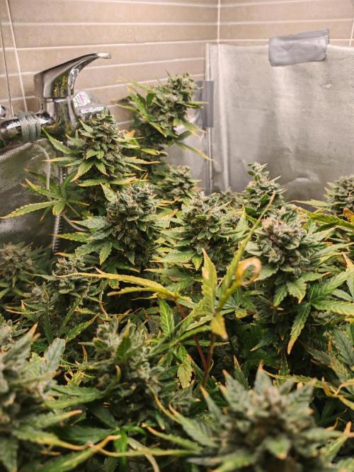 Fat monkey auto. Week 12
