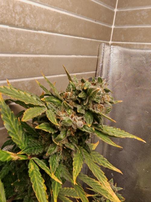 Fat monkey auto. Week 12