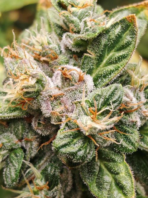 Fat monkey auto. Week 12