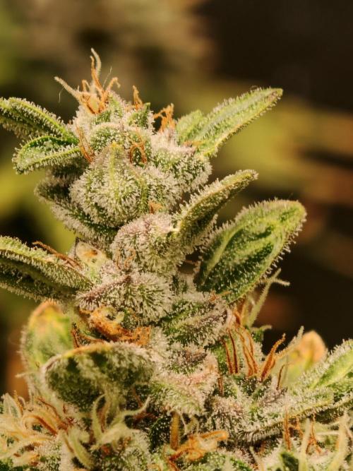Fat monkey auto. Week 12