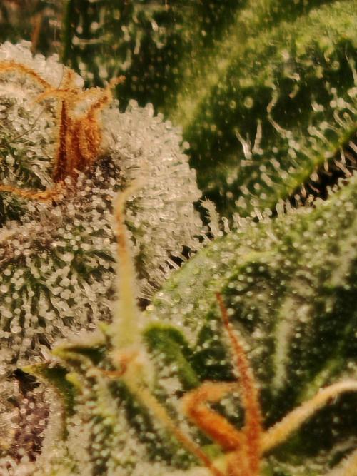 . Week 12