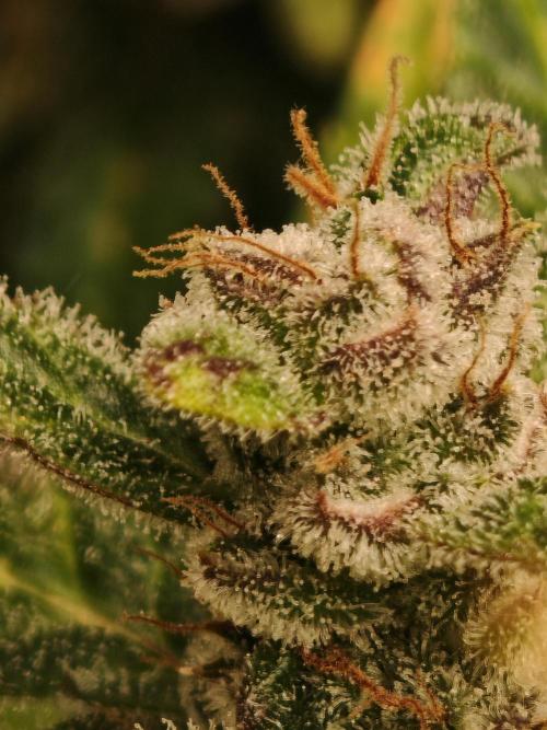 Fat monkey auto. Week 13