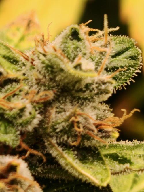 Fat monkey auto. Week 13